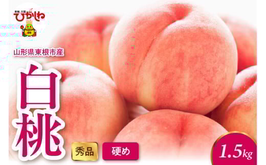 2025年産 白桃（硬め） 1.5kg 秀品 山形県 東根市 hi082-011-1