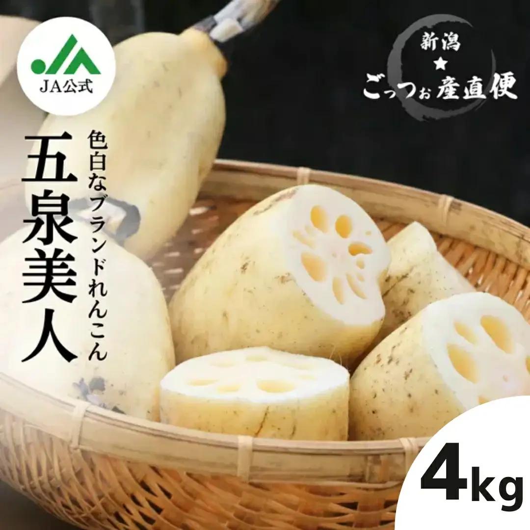 【先行予約】美白れんこん 五泉美人 4kg 五泉蓮根生産組合 | レンコン れんこん〈2026年10月中旬～下旬より順次発送〉