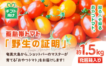 【 2026年 先行予約 】＜ 化粧箱入 / ギフト向け ＞ 亜熱帯 トマト「 野生 の 証明 」約1.5kg A021-001 甘い 野菜 奄美 フルーツトマト ミニトマト 予約 事前受付 受付 事前申込 おやつ おつまみ 南国 安田商店 ふるさと納税 奄美市 おすすめ ランキング プレゼント ギフト