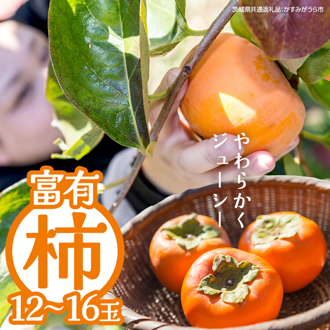 【ふるさと納税】富有柿 12～16玉（茨城県共通返礼品：かすみがうら市） 【2026年11月中旬発送開始】 柿 かき 富有カキ ( 1箱 ) 果物 フルーツ くだもの カキ 富有かき 秋 旬 発送 産地直送 農家直送 産直 茨城県
