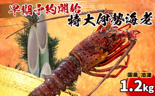 【早期予約】 【12月29日着】 特大 伊勢海老 2匹 1200g ～ 以上 冷凍 ( 特大サイズ 急速冷凍 えび エビ 高級 鮮魚 海鮮 魚介 刺身 焼き物 汁物 ギフト 贈答 贈り物 祝い 歳暮 中元 年末 年始 早期 予約 ) IKY068
