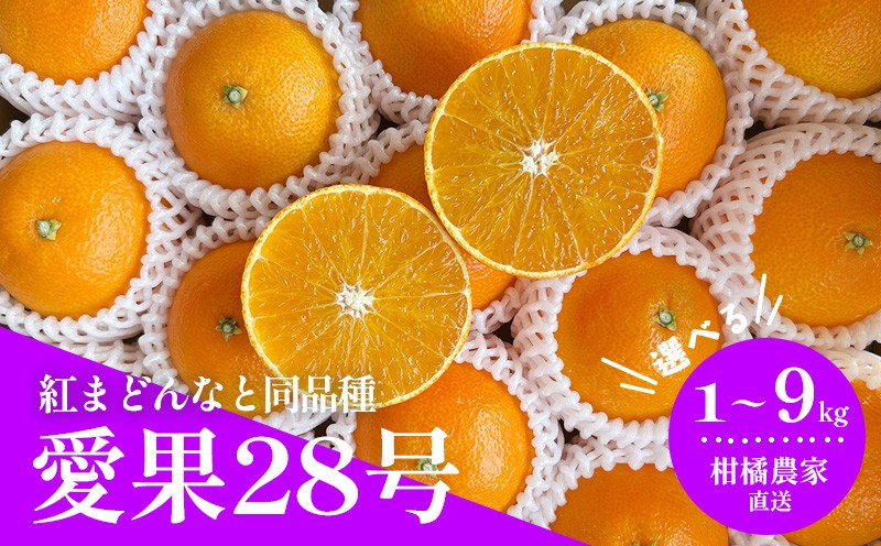 
                  【2026年11月下旬頃から順次発送】  愛果28号（紅まどんなと同品種） 1.0 / 3.0kg ｜みかん 愛果 蜜柑 松山市産みかん 柑橘 ミカン 蜜柑 みかん 果物 オススメみかん フルーツ あいか みかん あまい 甘い おいしい 美味しい うまい 酸味  松山 愛媛 
                
