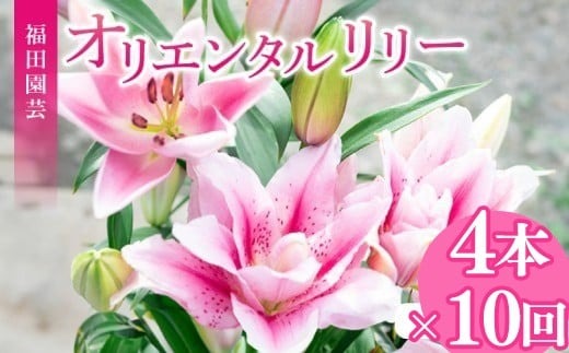 定期便10回 ユリ オリエンタルリリー 4本 花 切り花 プレゼント 贈り物 ギフト 誕生日 記念日 つぼみ 大輪 ピンク 白 香り 優雅 華麗 ブーケ フラワーアレンジメント 観賞用 インテリア 季節の花 高級感 花束 生花 福田園芸 オリエンタルハイブリッド 安芸市 高知県