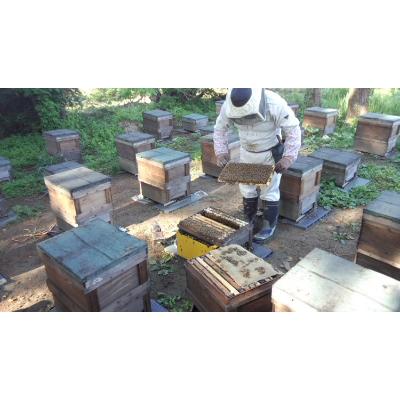 ふるさと納税 大仙市 でんのうさん家　天然りんごはちみつ1200g |  | 01