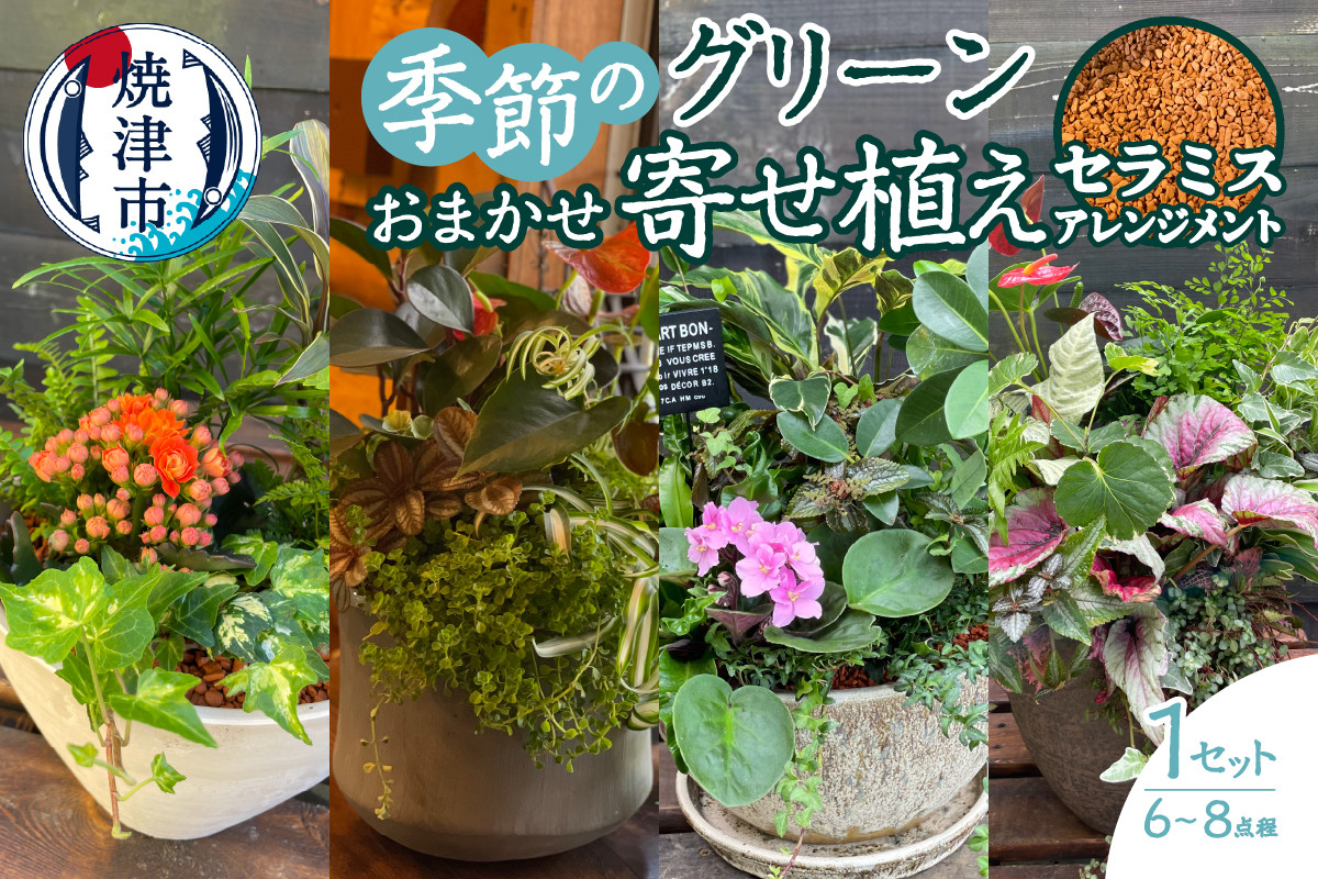 
                  a27-010　セラミス アレンジメント 季節のグリーンの寄せ植え おまかせ
                