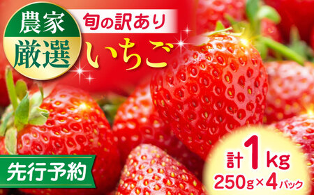 【先行予約】【2025年12月より順次発送】【訳あり】いちご 食べ比べ セット 4品種 計1000g ( 250g × 4P ) 農園直送 産地直送 熊本県産 山都町産 イチゴ 苺 ストロベリー フルーツ 果物 【なかはた農園】[YBI060]