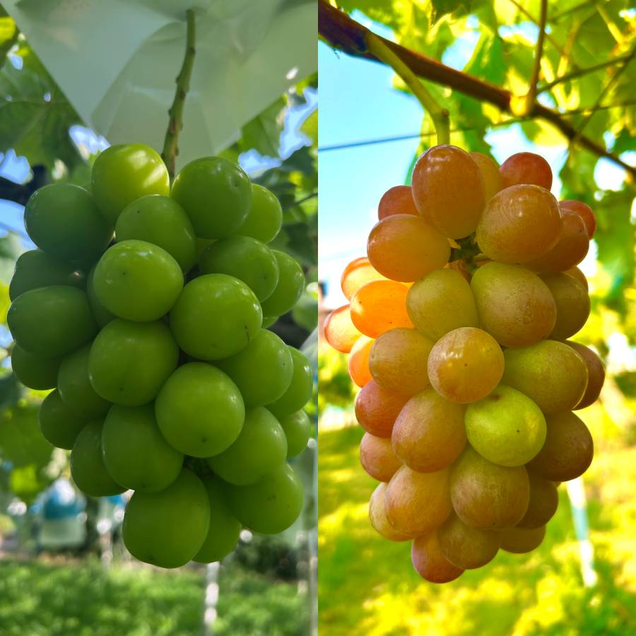 ＜小川ぶどう園＞特撰「ぶどう」8種（巨峰・クイーンセブン・黄玉・ブラックビート・シャインマスカット・スカーレット・コトピー他）【４回定期便】