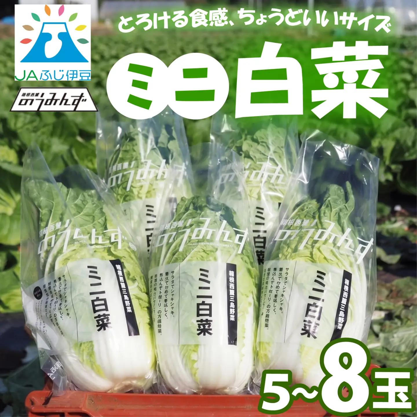 ミニ 白菜 5～8玉 はくさい ハクサイ 鍋 甘い おいしい オススメ サラダ 野菜 のうみんず 静岡県 三島市 【先行予約2026年11月上旬より順次発送】 