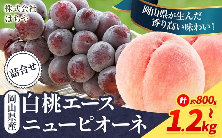 
                  【2026年先行予約】岡山県産 岡山白桃 エース L~ 3Lサイズ ニューピオーネ 選べる 計 800g 1kg 1.2kg 詰合せ 株式会社 はちや《2026年7月上旬‐8月下旬頃出荷》もも 岡山 国産 フルーツ 果物 岡山県 浅口市 フルーツ モモ 果物【配送不可地域あり】
                