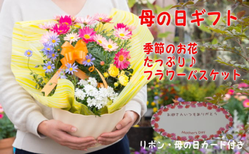 【母の日 ギフト】季節のフラワーバスケット【白鉢】（オンライン決済限定） 花