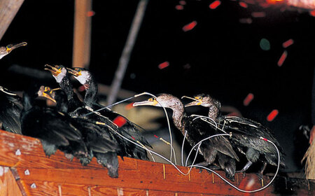 【通常日】チケット 長良川の鵜飼観覧船貸切招待券 [ANBA001] チケット