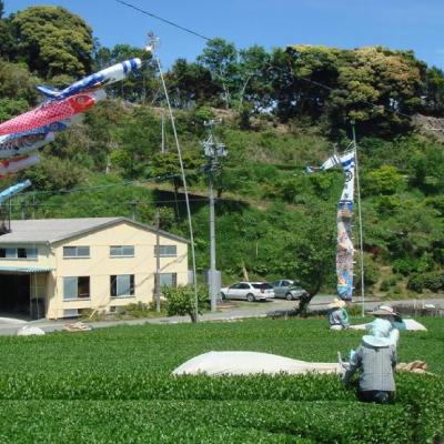 ふるさと納税 掛川市 掛川の小さな茶農家直送 農業遺産茶草場実践工場 深蒸し掛川茶「うぐいす」 200g×2 |  | 01