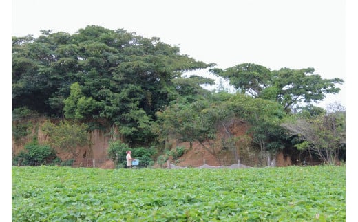 季節の野菜詰め合わせ（5〜6種）！農薬不使用だから安心安全！