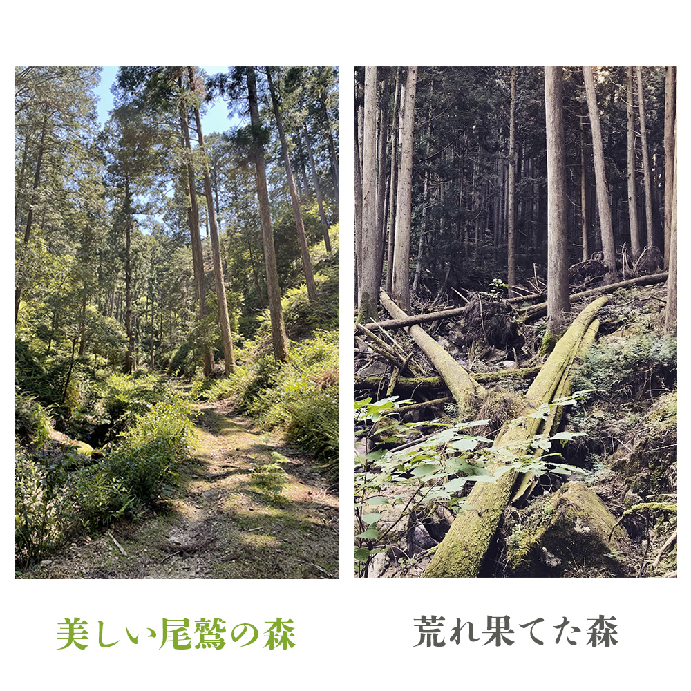 「一枚板でローテーブルを作るワークショップ」Lサイズ 送料無料 全国配送離島含 三重県 尾鷲ヒノキ 徳川御三家紀州藩の伝統継承 幅900～1,100×幅250～350×高さ約310mm│BROOK_イ