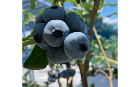 No.538 茨城県産　坂東市（生）完熟ブルーベリー1kg（125g×8P）