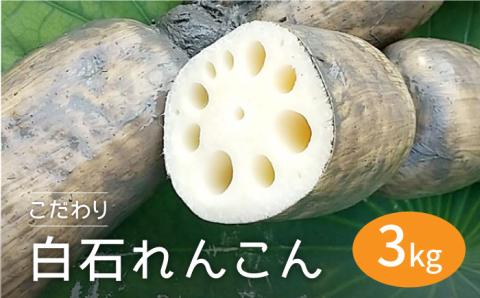 【先行予約】【農家直送！】こだわり白石れんこん 3kg 泥付き【れんこんの家やました】蓮根 レンコン 泥付きれんこん 根菜 野菜 佐賀県産 [IAW006]