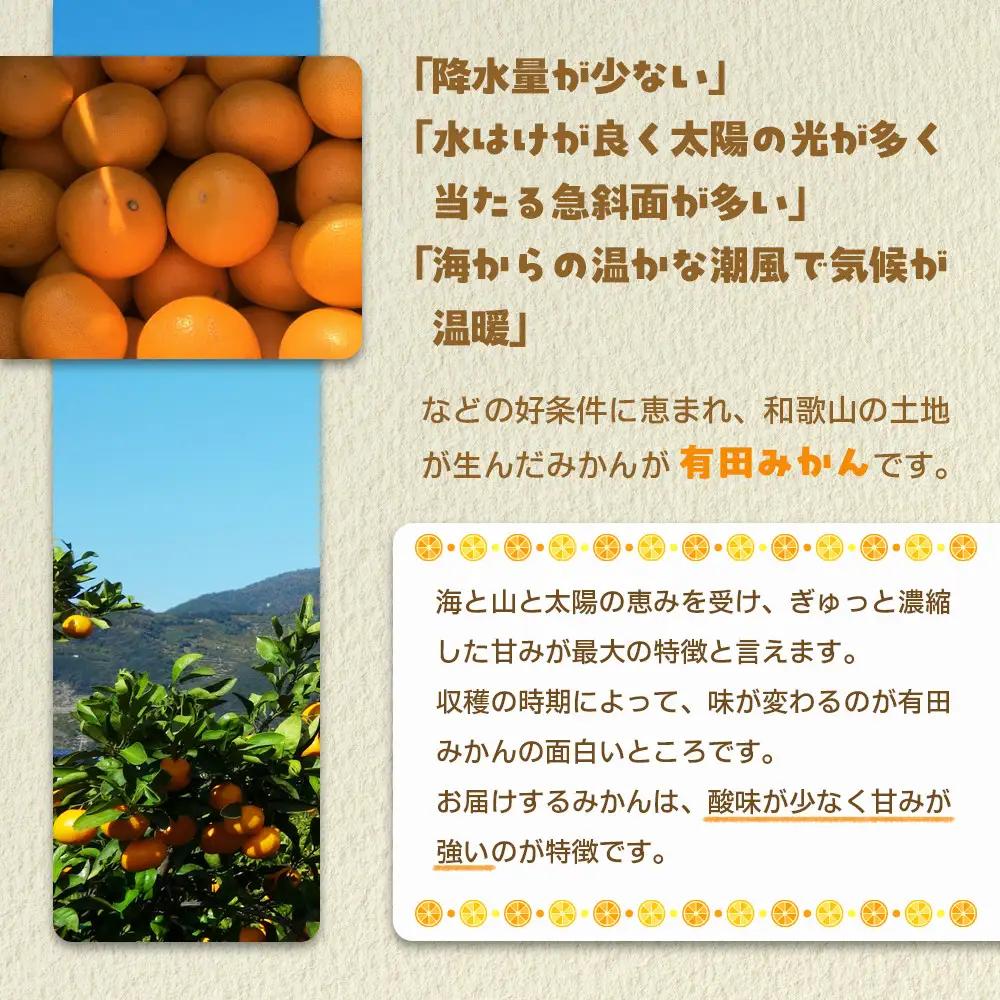 有田みかん サイズ不揃い 10kg みかん 温州 柑橘 和歌山 産地直送 喜楽farms