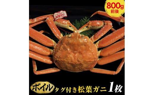 690.【早期受付】【ボイル】タグ付き松葉ガニ　大1枚（800g前後）《かに カニ 蟹 ズワイガニ》※着日指定不可※2025年11月上旬頃から順次発送予定 313726_AL023VC02
