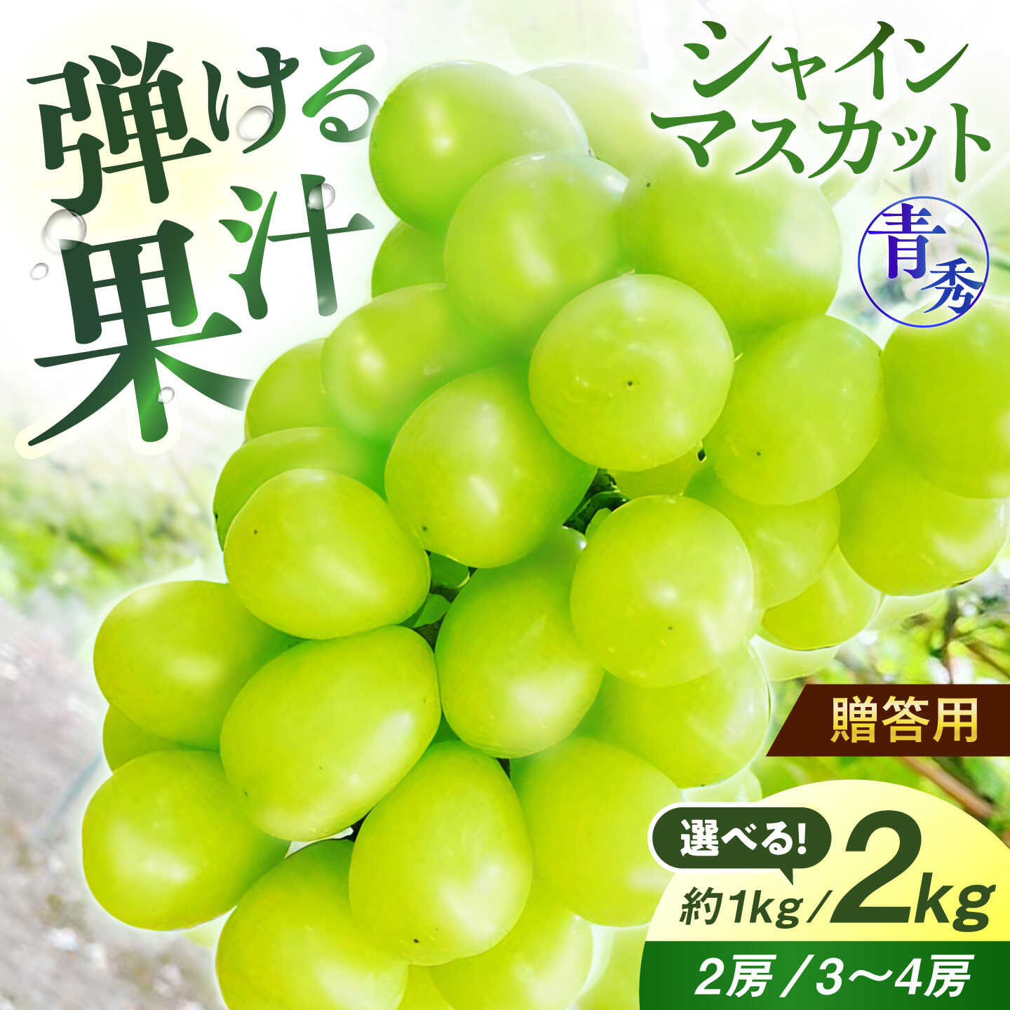 【ふるさと納税】＼楽天ふるさと納税セレクション／ シャインマスカット 1kg / 2kg 【選べる内容量】＜9月中旬から順次発送＞ ぶどう シャイン マスカット 青秀 房 露地栽培 葡萄 ブドウ 果物 フルーツ 旬 ギフト 贈答 広島産 みよし 広島 三次市 / 西田ぶどう園 [APCM002]