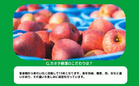 りんご サンふじ 家庭用 5kg カネタ柳澤 沖縄県への配送不可 2023年11月下旬頃から2023年12月下旬頃まで順次発送予定 令和5年度収穫分 長野県 飯綱町 [1474]