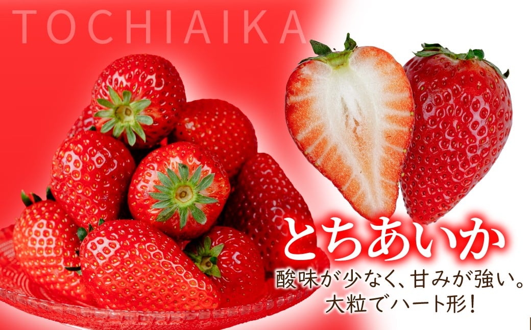 いちご イチゴ 苺 とちあいか 完熟 定期便