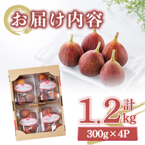 ＜先行予約受付中！2026年8月下旬～2026年10月下旬順次発送予定＞福岡県ブランドいちじく博多 とよみつひめ (計約1.2kg・300g×4P) いちじく イチジク フルーツ 果物 くだもの 福岡