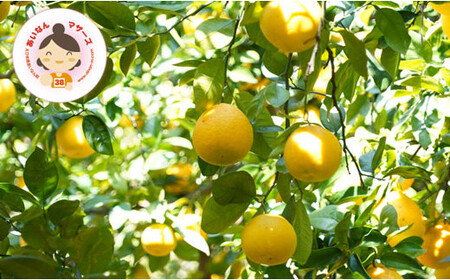 訳あり 河内晩柑 8.5kg みかん あいなんマザーズ