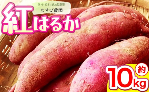 信州・むすび農園のさつまいも（紅はるか）約10kg | 農薬不使用 化学肥料不使用 植物性肥料 無農薬 旬の野菜 野菜 やさい さつまいも サツマイモ ヘルシー 健康 長野県 松本市