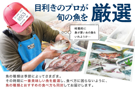 【定期便】どんちっち浜田【極み】鮮魚 2回コース～最高級この男シリーズ～海鮮 鮮魚 詰め合わせ【006_2051】