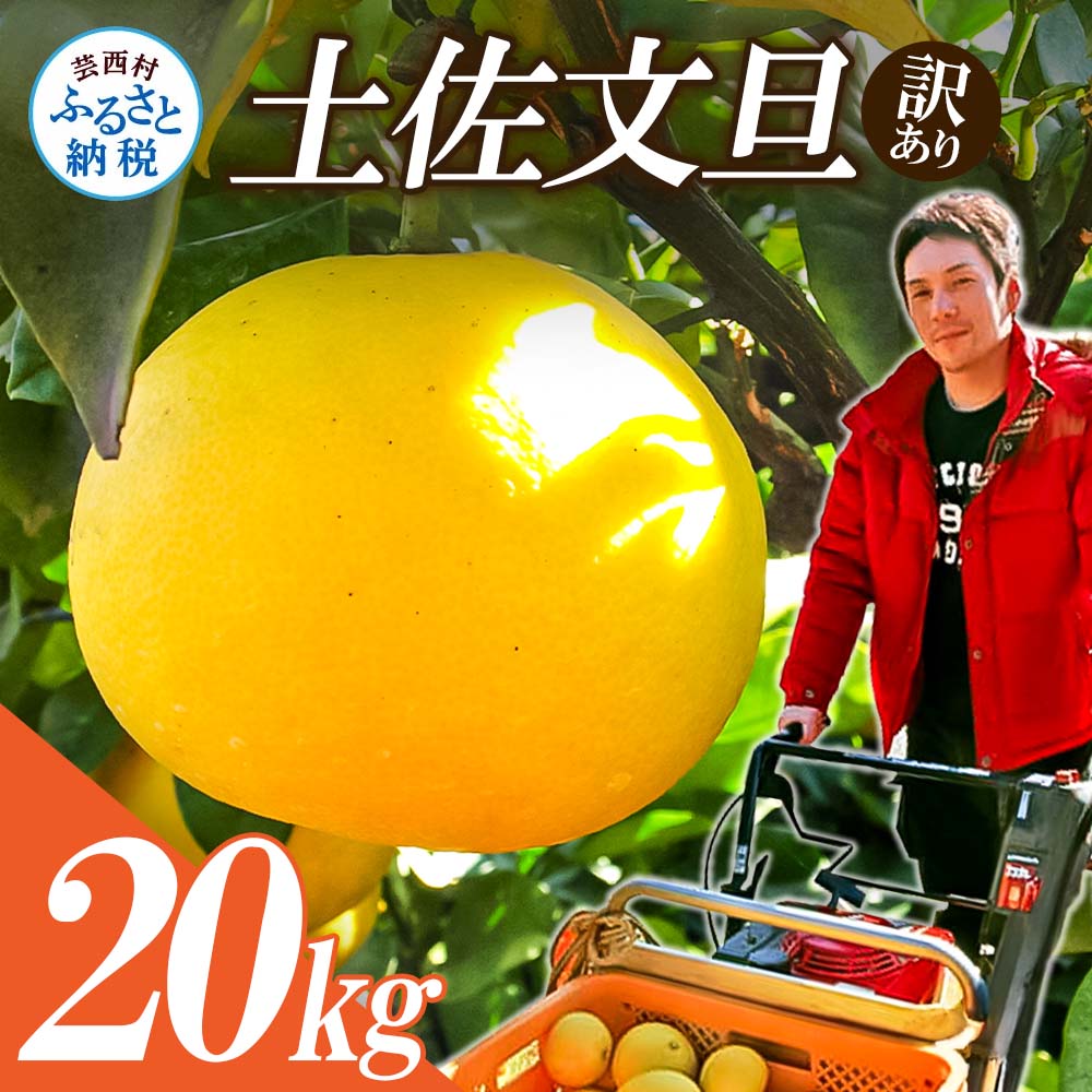 【先行予約】高知県産　訳あり土佐文旦20kg(10kg×2箱)