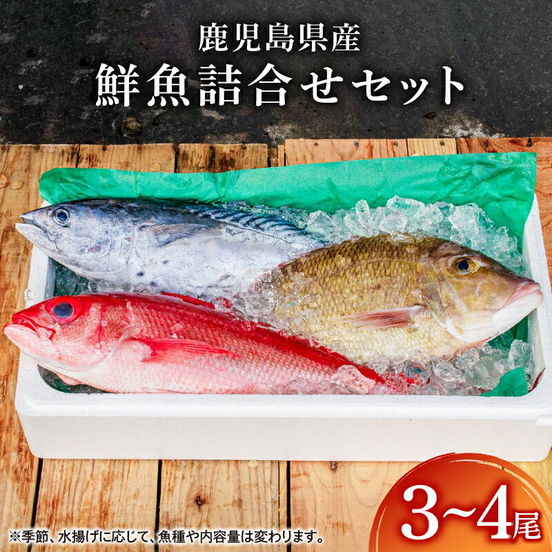 【ふるさと納税】【年内配送12月1日入金まで】鹿児島県産鮮魚詰合せセット 約4.7kg(3〜4尾) 真鯛 真アジ カンパチ キダイ チダイ アオリイカ などの旬の魚をお届け！　海産物 魚介 さしみ 刺身 セット 鯛 生魚 煮魚 カルパッチョ 国産【サカナカケル】