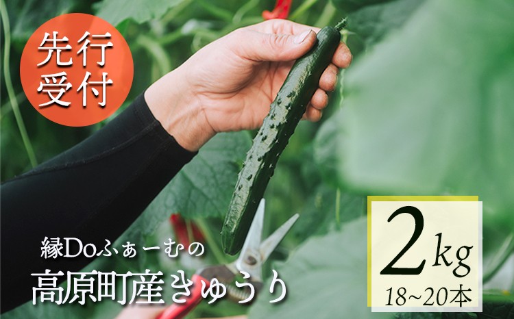 
                  【先行受付10月収穫分】宮崎県高原町産きゅうり2kg（18～20本）　[国産 九州産 サラダ お料理 ワンストップオンライン 10000円以下]  TF0905ｰP00082
                