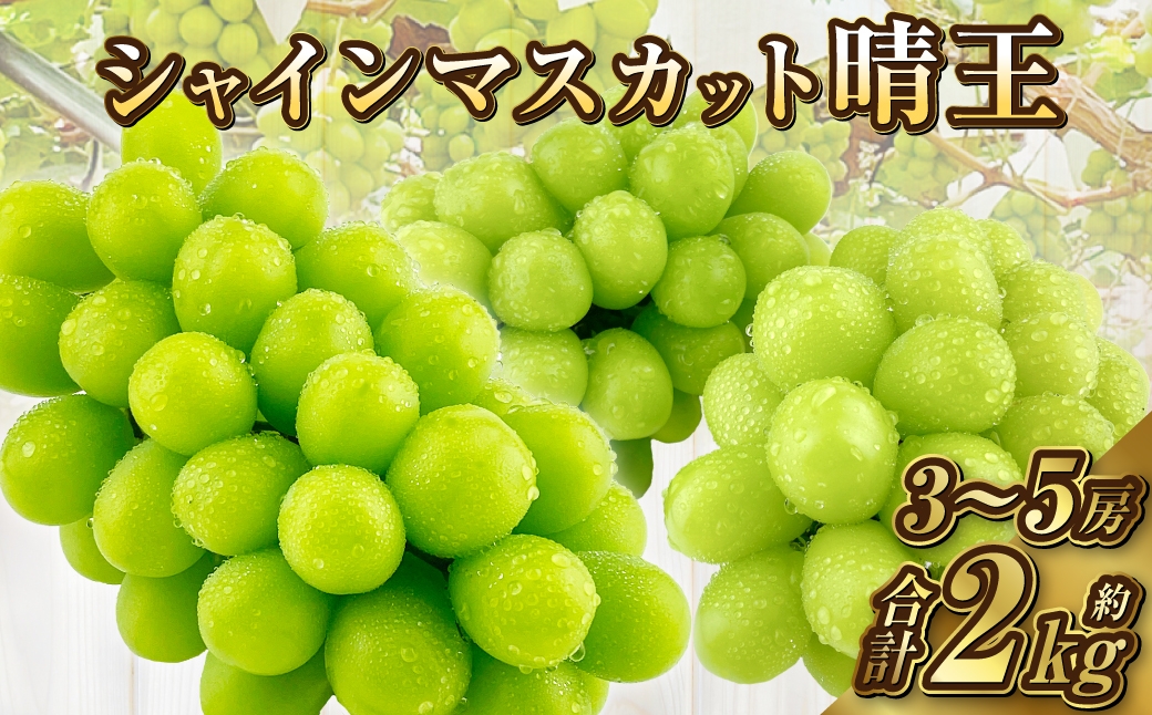 
            岡山県産 シャインマスカット 晴王 約2kg（3～5房）【2025年9月上旬-10月下旬 発送予定】｜種無し 皮ごと食べる 旬の美味しさ フレッシュ 先行予約 人気商品 ハレノフルーツ
          