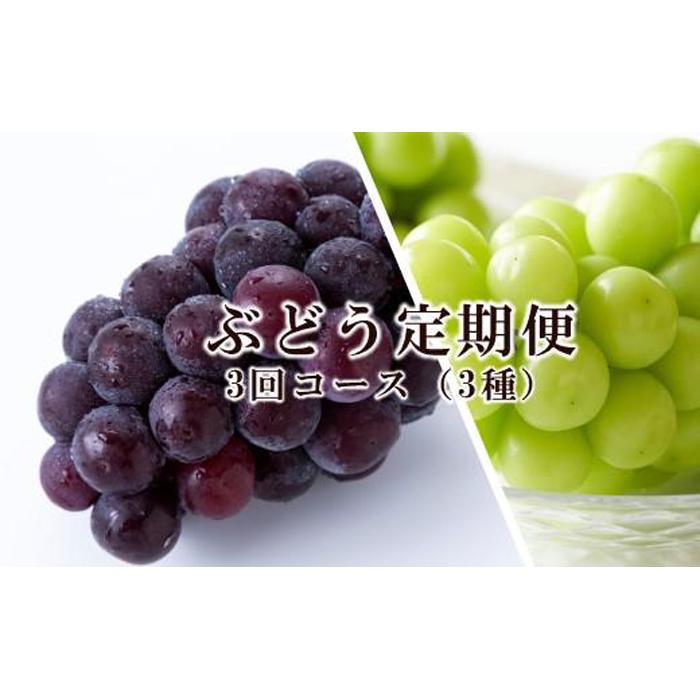 【ふるさと納税】ぶどう 定期便 2026年 晴れの国 岡山 の ぶどう定期便 3回コース 葡萄 ブドウ 岡山県産 国産 セット ギフト | フルーツ 果物 くだもの 食品 人気 おすすめ 送料無料