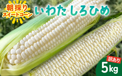 
                  ＜2026年6月～7月順次発送＞とうもろこし ホワイト 訳あり 5kg 朝採り スイートコーン【1713807】
                