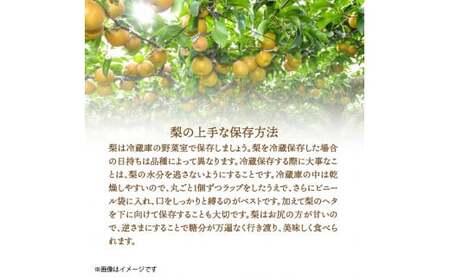 1303R_【先行予約】令和7年発送 /辰口農園の橋上梨約5kg(品種:愛宕)
