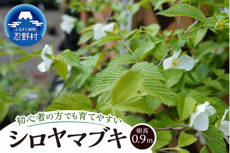 植木　白ヤマブキ　0.9ｍ