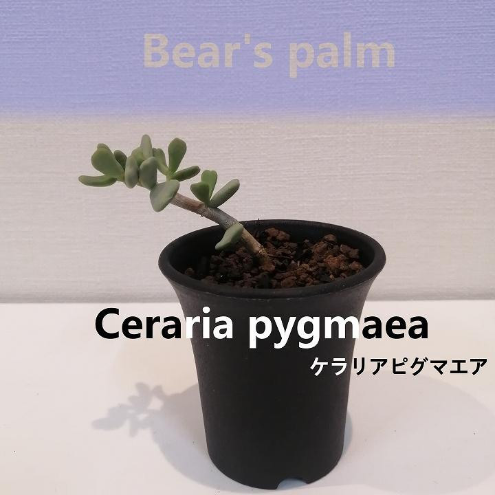 
ケラリアピグマエア挿し木　Ceraria pygmaea_栃木県大田原市生産品_Bear‘s palm
