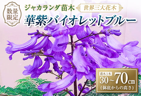 ≪世界三大花木≫ ジャカランダ 苗木 華紫バイオレットブルー 30cm～70cm 期間限定 数量限定 紫雲木 花 植物 鉢植え 観賞用 園芸 国産 紫色 珍しい 希少 神秘的 贈り物 ギフト プレゼント お祝い 誕生日 記念日 人気 おすすめ 癒し 宮崎県 日南市 送料無料_CA71-25