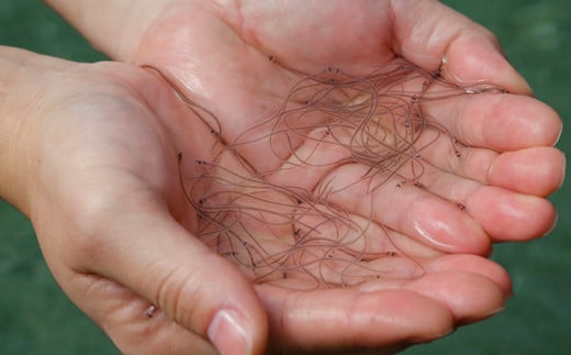 【通常用】【6回定期便】極上国産うなぎ四万十桜 白焼き約140g×2尾 | うなぎ 鰻 ウナギ 白焼き 定期便 国産 四万十鰻 ウナギ 蒲焼き 調理済み タレ付き 頒布会 ギフト（お歳暮/お正月）高級