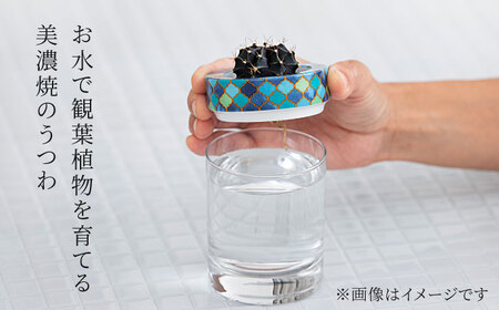 【美濃焼】SaiSui Morocco（Blue＆White）植物付き【大東亜窯業】インテリア 雑貨 観葉植物 多肉植物 サボテン グリーン 水で育てる 省スペース 手軽 簡単 初心者 写真映え かわ