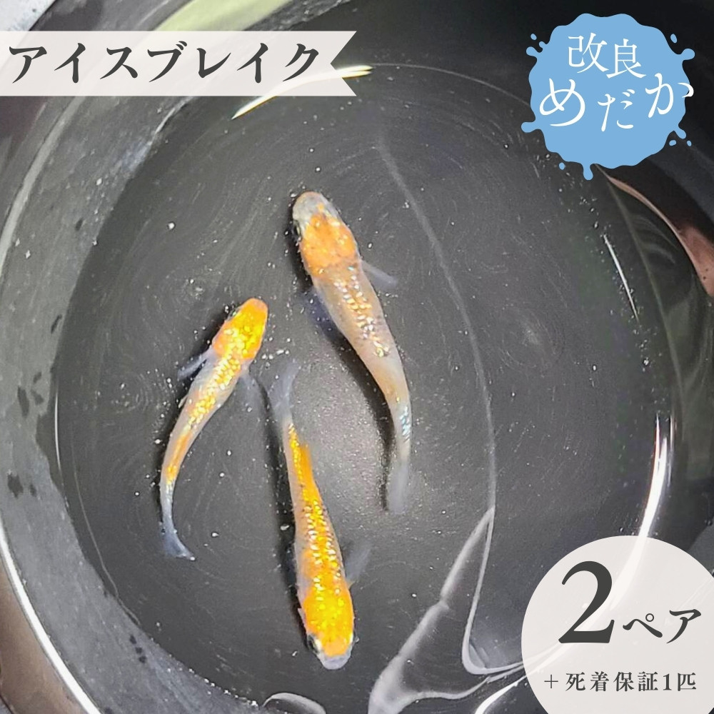 
                  【アイスブレイク】美しき 改良めだか （２ペア+死着保証１匹） メダカ めだか めだか屋らん
                