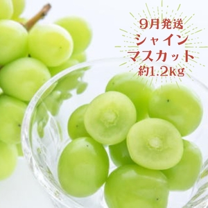 【3か月定期便】夏のいいとこどりフルーツ定期便♪桃・ピオーネ・シャインマスカット【tkb360】