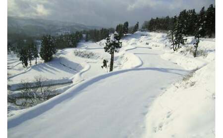 【数量限定】令和7年/新潟上越産「標高480mの山間地で育てた棚田米コシヒカリ」玄米4kg