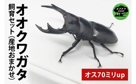 【産地おまかせ】 【数量限定】オオクワガタオスのみ♂（オス70ミリup）飼育セット クワガタ クワガタムシ カブトムシ 昆虫 虫 国産 飼育 セット 夏休み 自由研究 ふるさと納税 茨城県 鹿嶋市