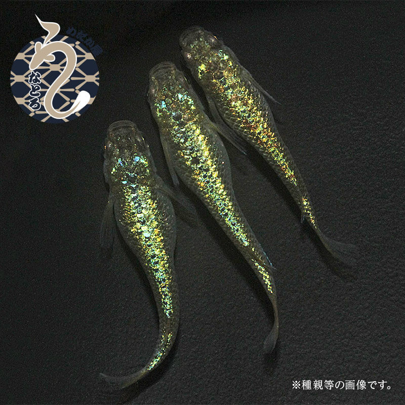 
                  0054-001　メダカ「クレパトシアン」２ペア
                