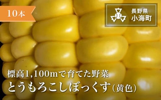 あとくら農園 トウモロコシぼっくす（黄色）10本セット| 野菜 新鮮 旬 トウモロコシ 【 2026年発送 先行予約 】