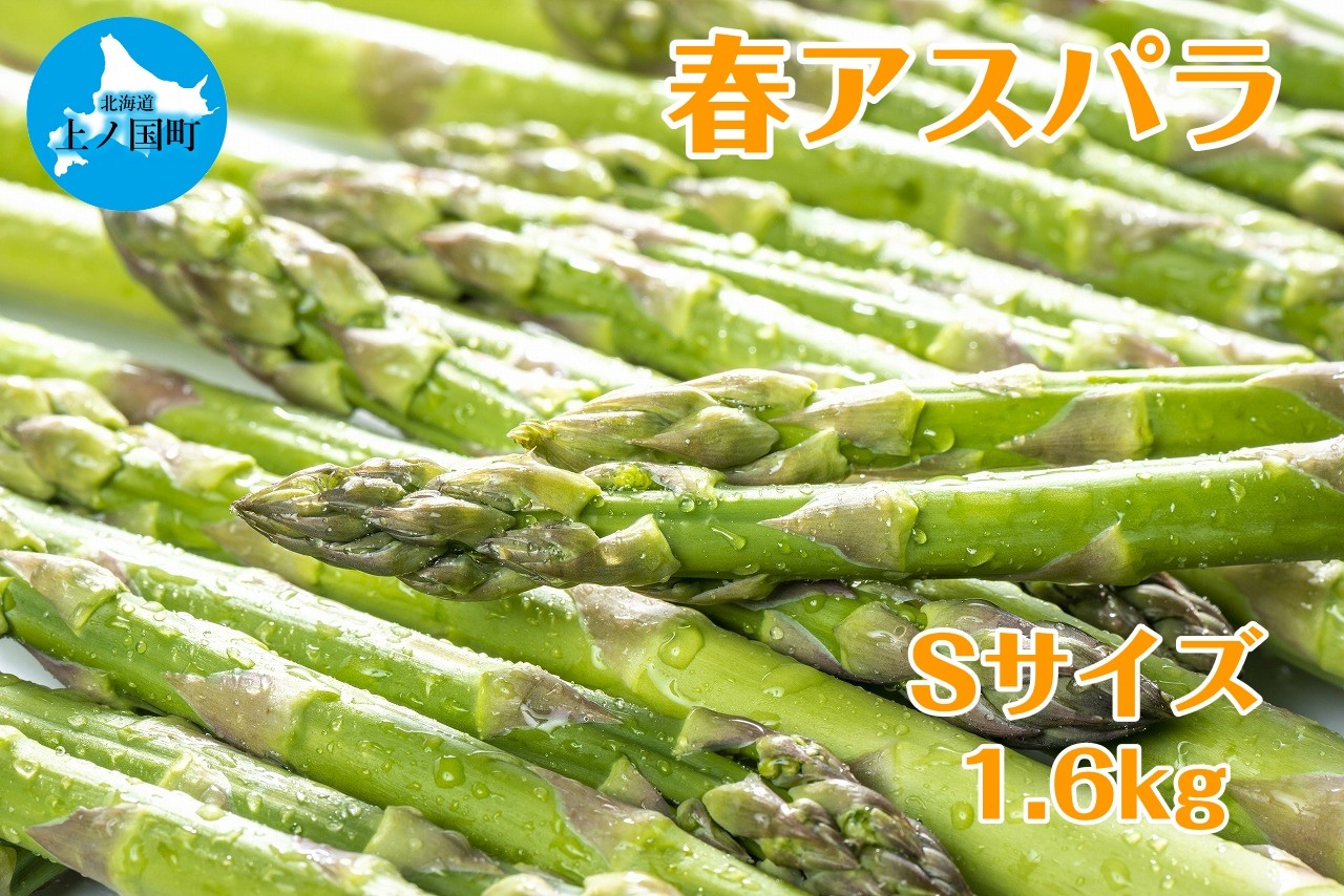 
            【2026年春発送】寅福菜園の朝採り春アスパラ　S（1.6㎏）　グリーンアスパラ　朝採れ　農家直送　新鮮　甘い　春野菜　旬野菜　特産品　北海道産
          