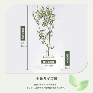 【観葉植物】オリーブの木 90cm～110cm Green Base IB003-042 観葉植物