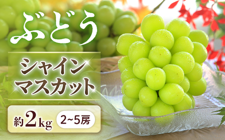 B-2 ＜先行受付＞ぶどう シャインマスカット 約2kg【2～5房】※2026年9月中旬～10月上旬発送予定※